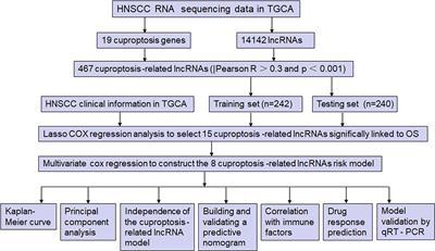 Cuproptosis-related LncRNAs are potential prognostic and immune response markers for patients with HNSCC via the integration of bioinformatics analysis and experimental validation